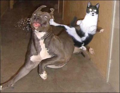 this dog ain't messing with this cat again!