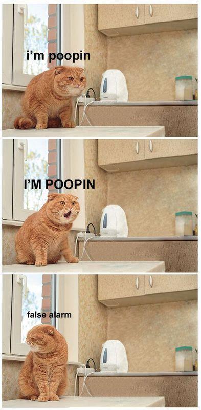 im pooping