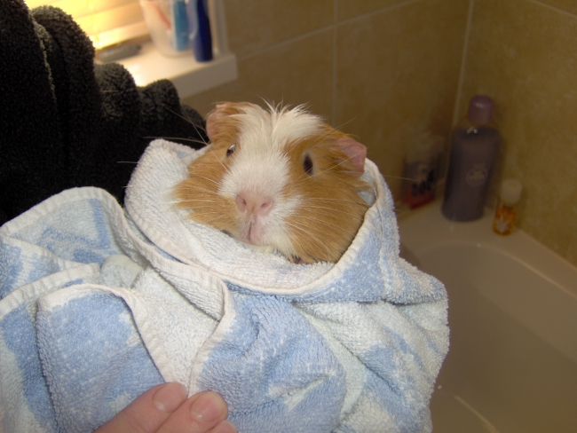 guinea pig fresh out the bath