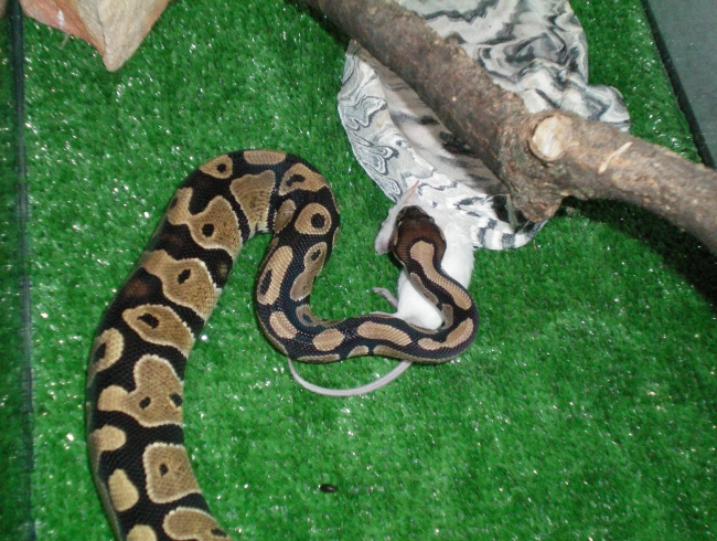 a pythons dinner
