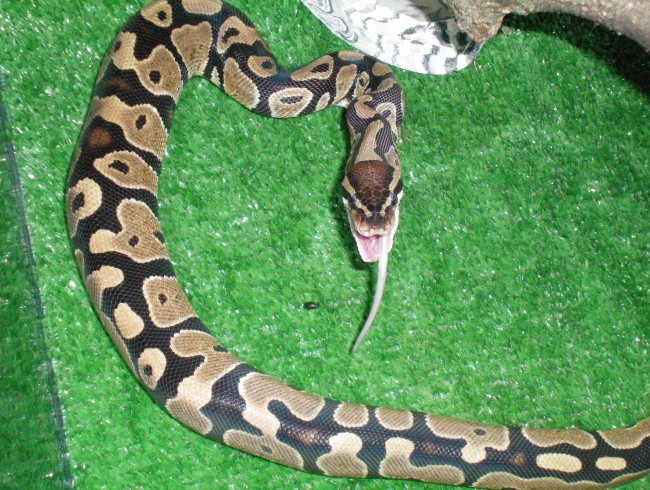 a pythons dinner