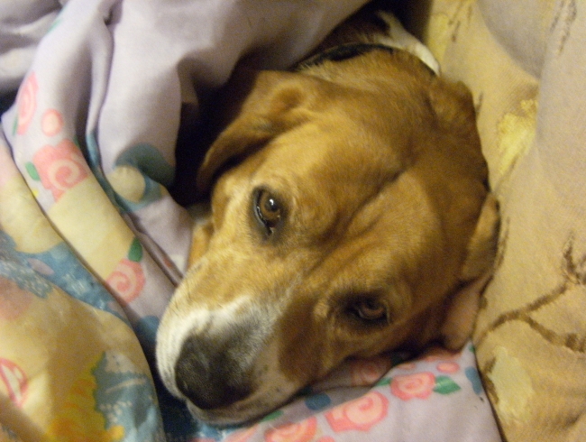 my beagle baby