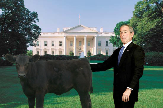 It's Bush and Bessie on the White House lawn.