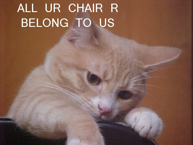 All UR CHAIR R BELONG TO US