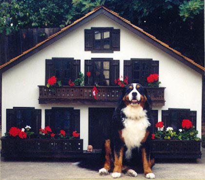 Luxury Doghouses