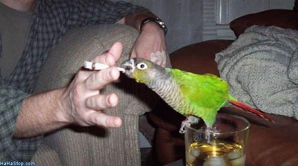 polly want a joint?