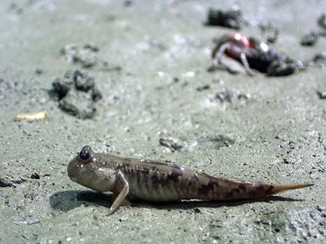 Extremely Strange Sea Creatures