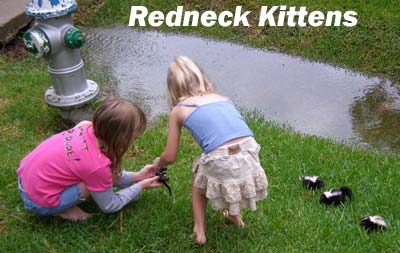 redneck kittens