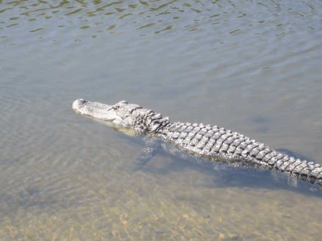 Saw this gator in Florida, just walking down the road