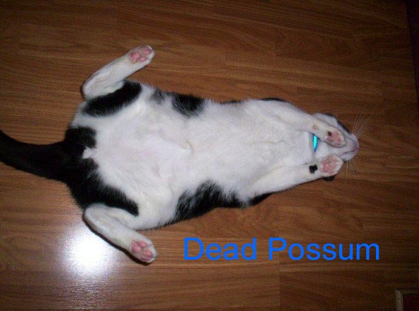 George The Cat doing an impression of a Dead Possum