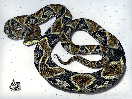 7. Yellow-jawed tommygoff (Fer-de-lance)