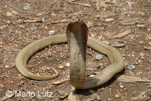 3. Philippine cobra