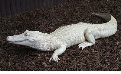 Albino animals and people