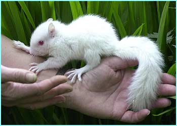 Albino animals and people