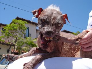 World's ugliest dogs