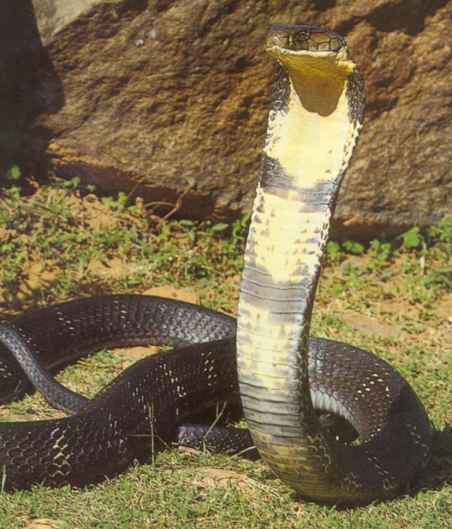 4. King cobra