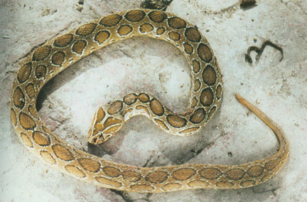 5.Russell's viper