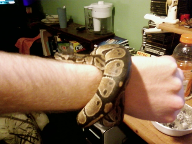 Marley the ball python