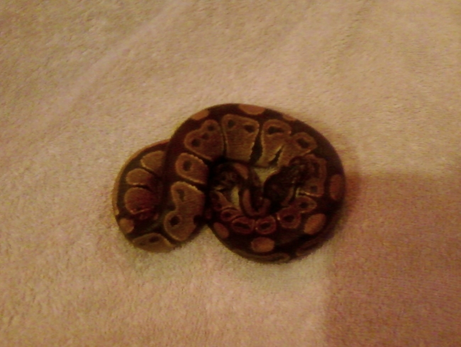 Marley the ball python