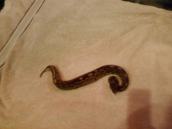 Marley the ball python