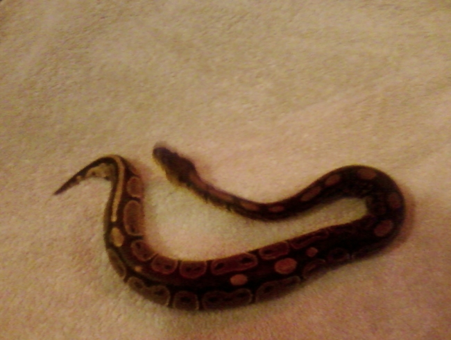 Marley the ball python