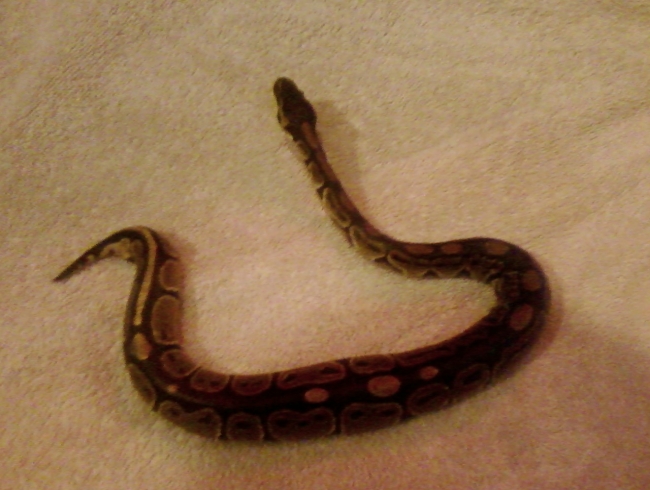 Marley the ball python