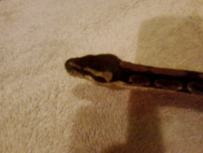 Marley the ball python