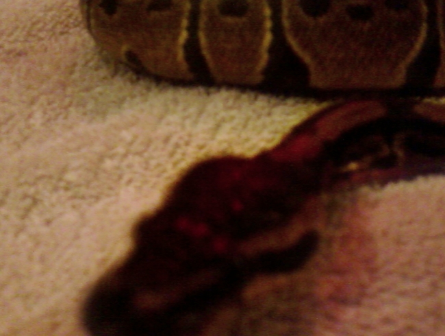 Marley the ball python
