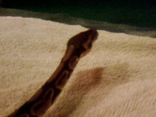 Marley the ball python