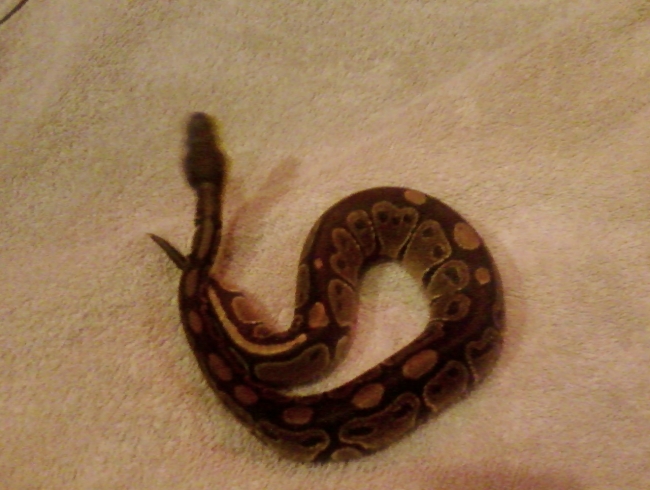 Marley the ball python