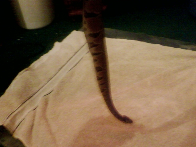 Marley the ball python