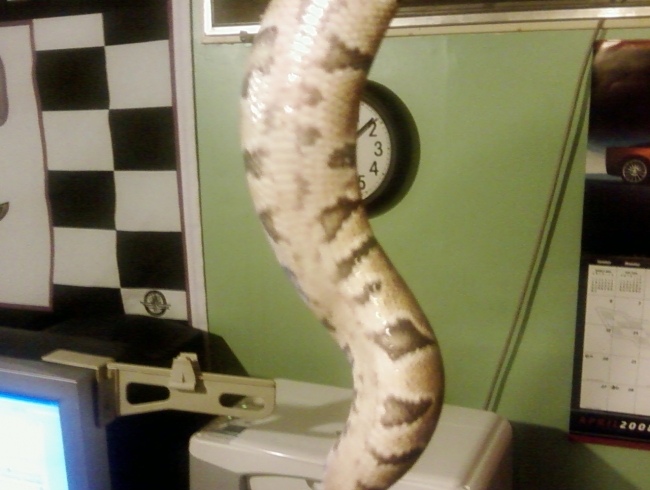 Marley the ball python