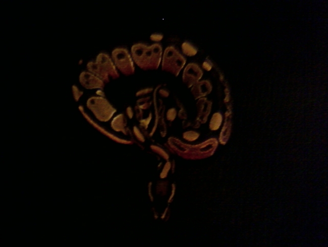 Marley the ball python