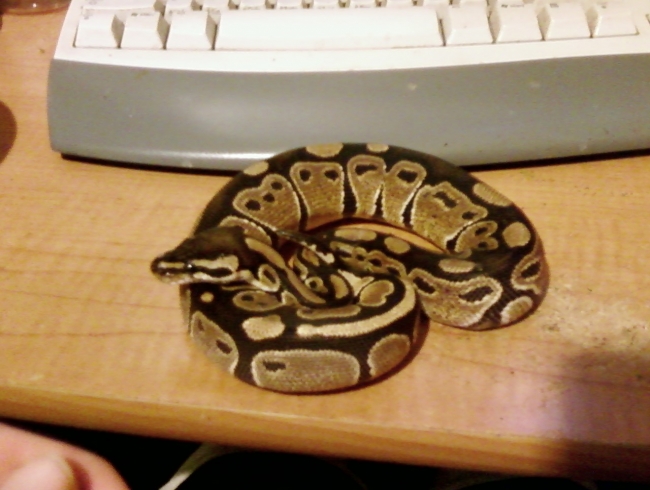 Marley the ball python