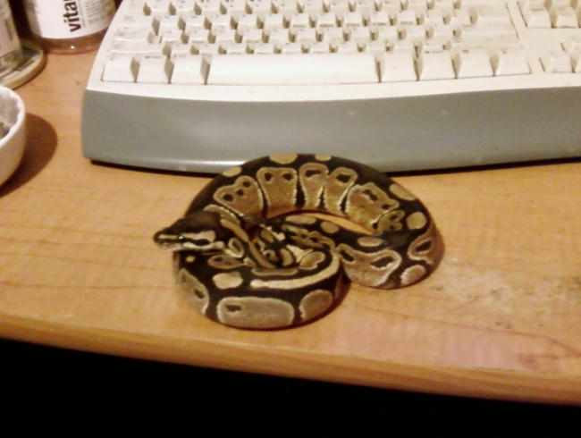 Marley the ball python