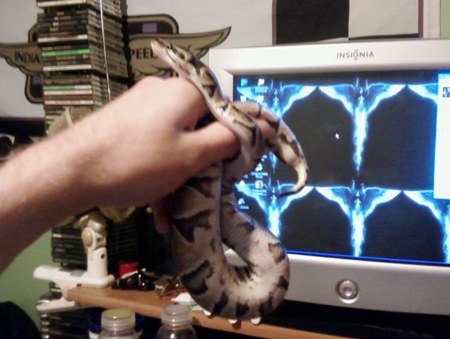 Marley the ball python