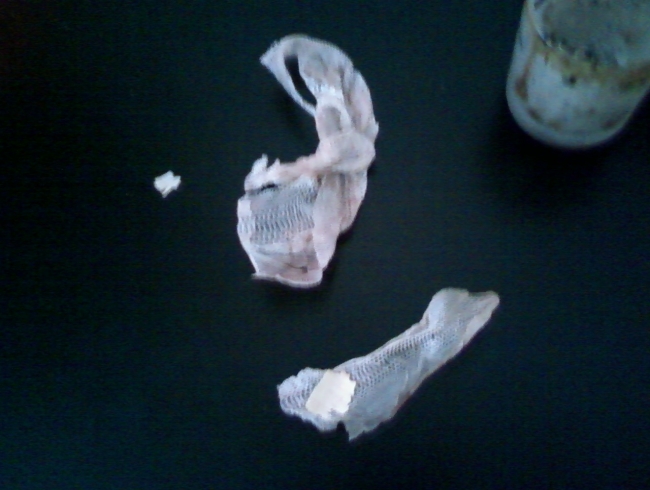 Marley the ball python