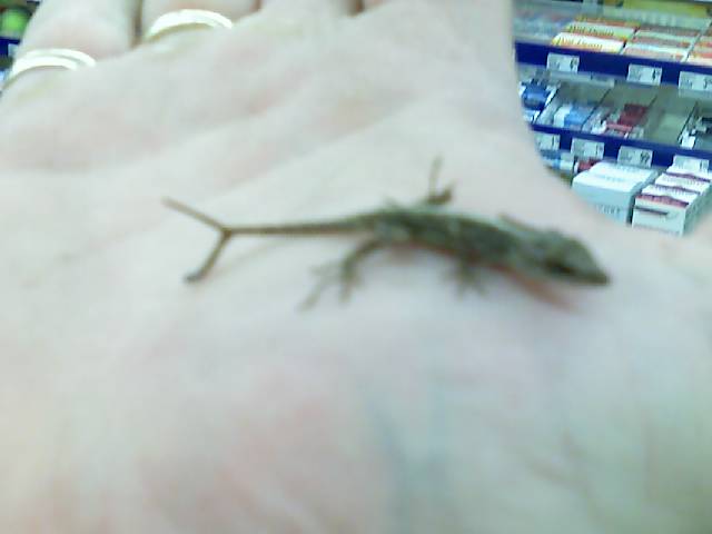 two tailed lizard I caught at work