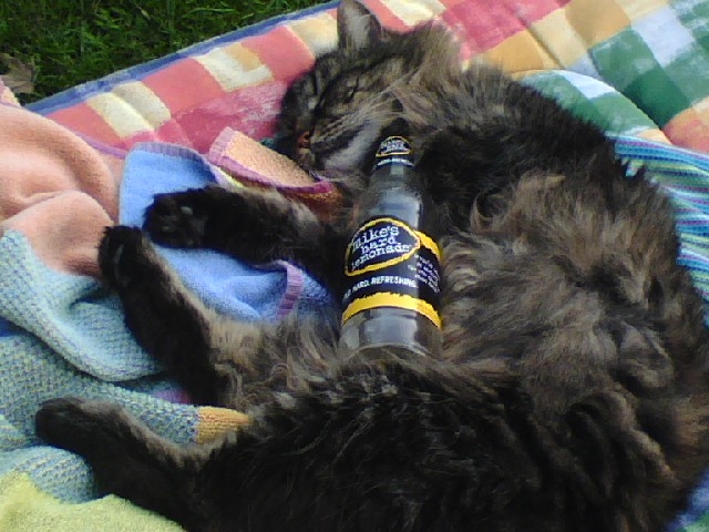Cat with Mike's Hard Lemonade. Check out her cool tail.