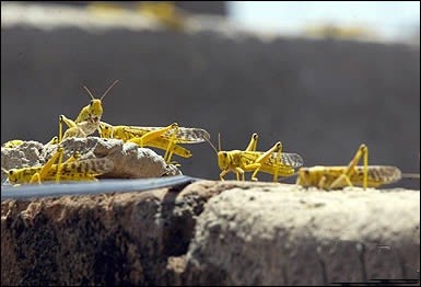 Plague of Grasshopers