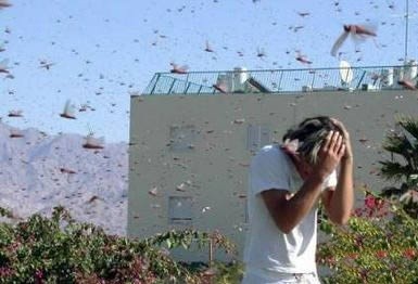 Plague of Grasshopers