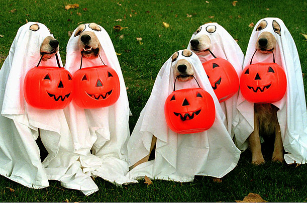 Halloween dogs