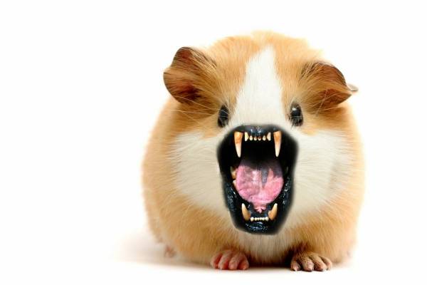 http://www.photochopz.com/forum. evil hamster. 