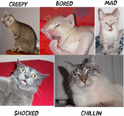 Funny Cat Photos 1