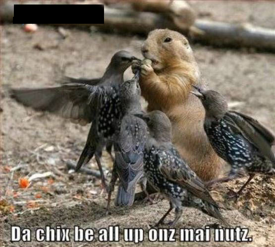 The chicks always trying to take his nuts.