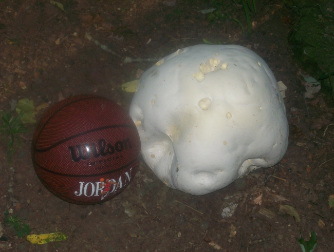 THIS IS THE BIGGEST MUSHROOM I HAVE EVER SEEN.