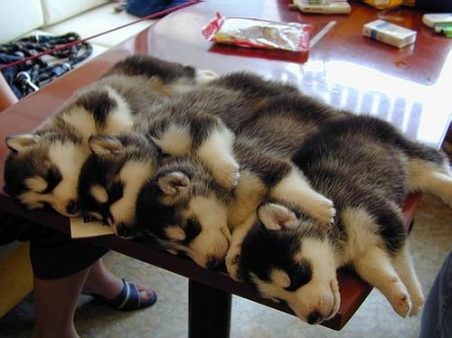 A pile of sleeping huskies.
Soooo CUTE!!!!