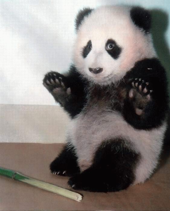 &quot;Don't shoot! My bamboo stick is all yours!&quot;
