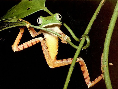 Psychodelic frogs