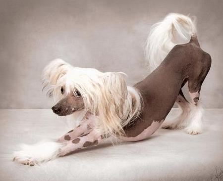 Chinese crested hairless dog